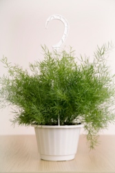 Air Fern Care