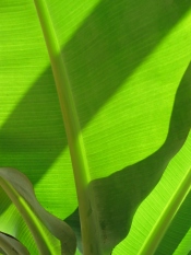 Banana Tree Houseplant