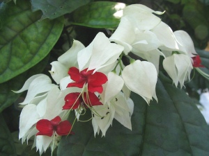 Bleeding Heart Vine aka Glorybower - Clerodendrum thomsoniae