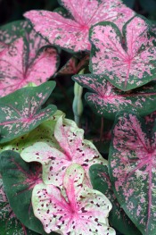 caladium care