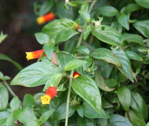 candy corn plant