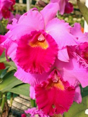 cattleya orchids care orchid tips beginnings