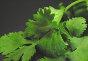 Growing Cilantro Indoors