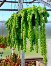 Burro Tail