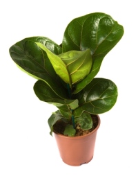 Fiddle Leaf