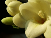 Yellow Freesia Flower