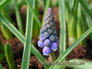 Forcing Hyacinth Bulbs