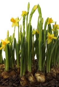 daffodil growing