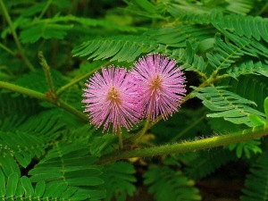 mimosa pudica, sensitive plant