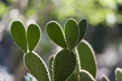flat cactus