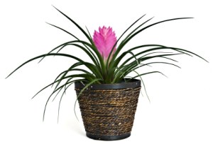 Bromeliad Pink