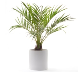 palm houseplant care