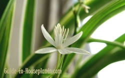 spider plant, spider plant care