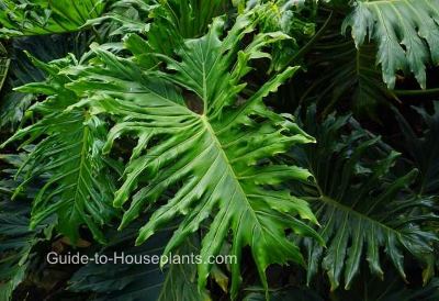 philodendron leaf split plant care houseplants bipinnatifidum