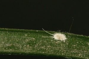 Mealybugs: How to Identify and Get Rid of These House Plant Pests