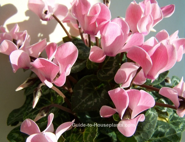 growing-cyclamen-plant-indoors-pictures-and-care-tips