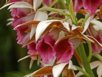 Nun Orchid Care Tips - Phaius tankervilleae