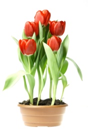 Growing Tulips Indoors: Steps for Forcing Tulip Bulbs