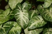 Arrowhead Plant - Syngonium podophyllum - Picture, Care Tips