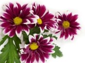 purple chrysanthemum