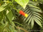 Candy Corn Plant