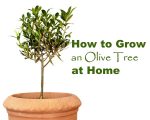 Growing Olive Trees Text