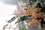 Peach Thanksgiving Cactus Hanging Basket Window