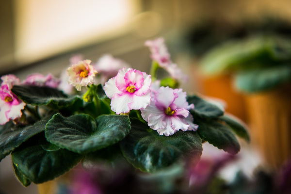 white african violets