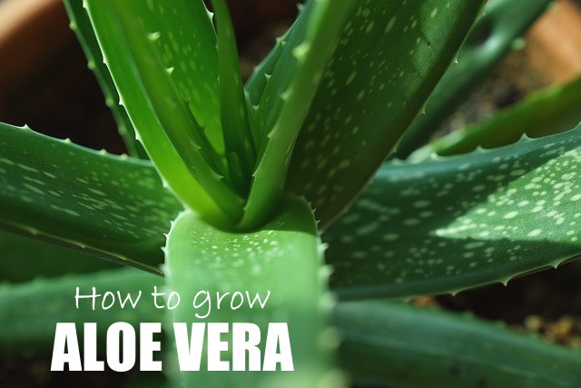 Aloe Vera Plant - How Grow Aloe Indoors
