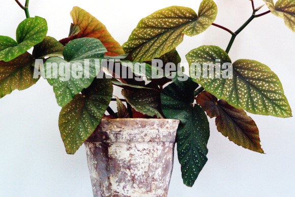 angel wing begonia, begonia house plant
