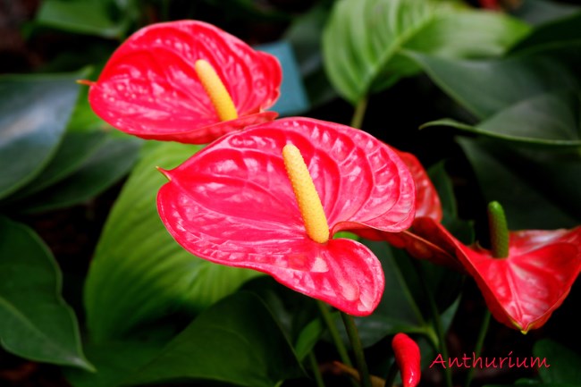 https://www.guide-to-houseplants.com/images/anthurium-andreanum.jpg