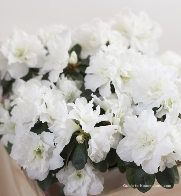 Indoor Azalea Care How to Grow, Water, Prune this Florist Plant