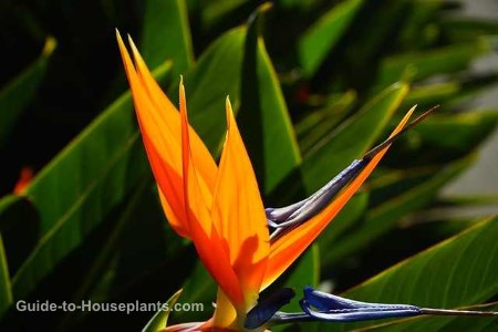 bird of paradise plant download free