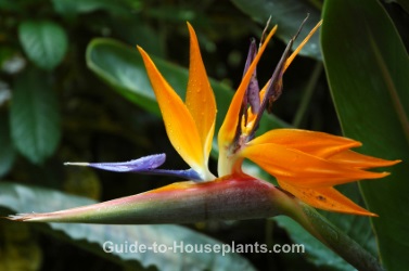 download free bird of paradise plant care