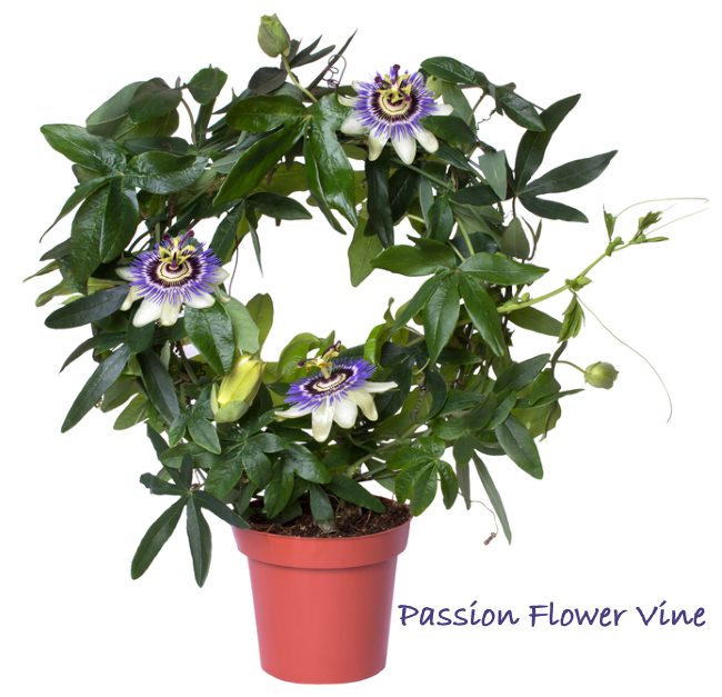 Passion Flower Vine Care How To Grow Passiflora Caerulea Indoors