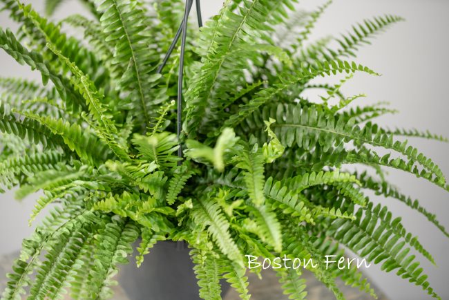 types of indoor ferns