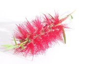 bottle brush flower, crimson bottle brush