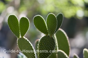 prickly pear cactus, opuntia cactus