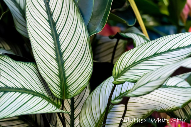 Calathea 'White Star', calathea majestica white star