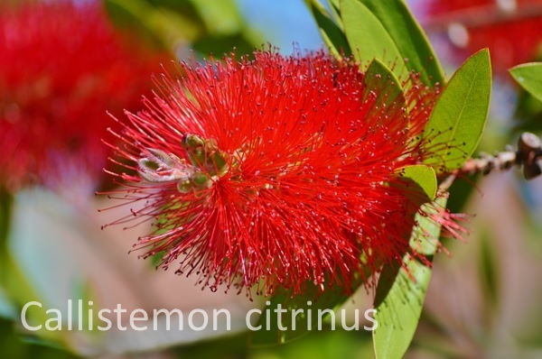 Callistemon citrinus (Crimson Bottlebrush)