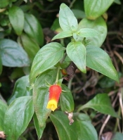 candy corn plant, candy corn vine, Manettia inflata 