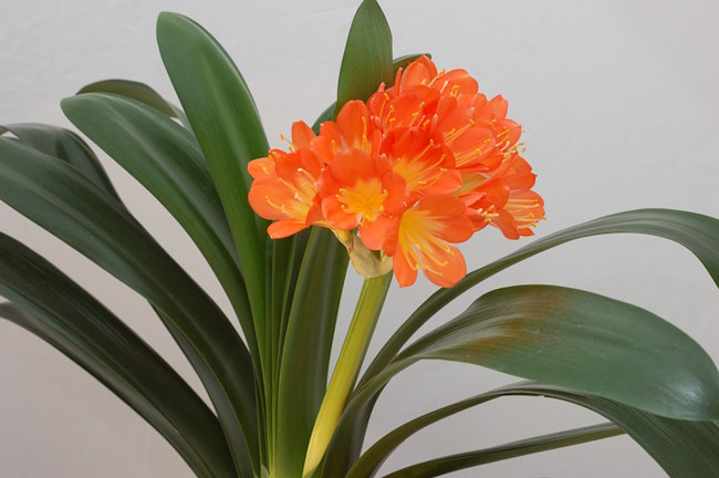 Clivia Miniata Plant Care: How to Grow Clivia Lily Indoors