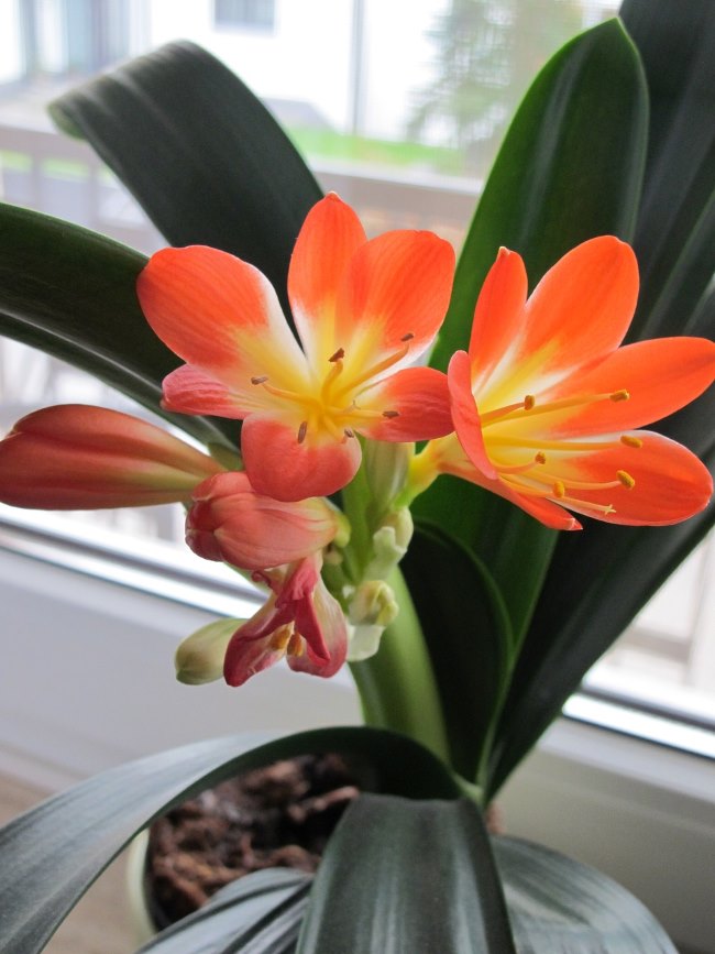 Clivia Miniata Plant Care: How to Grow Clivia Lily Indoors