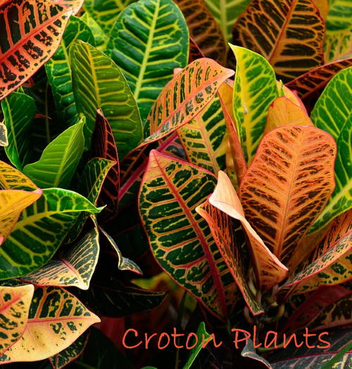 leaves of plants