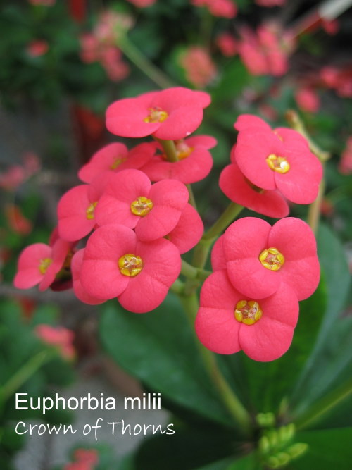 euphorbia flower
