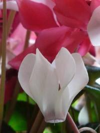 cyclamen, cyclamen flowers, flowering house plants