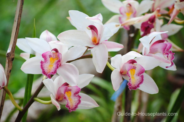 Caring For Orchids Indoors Orchid Care Instructions 
