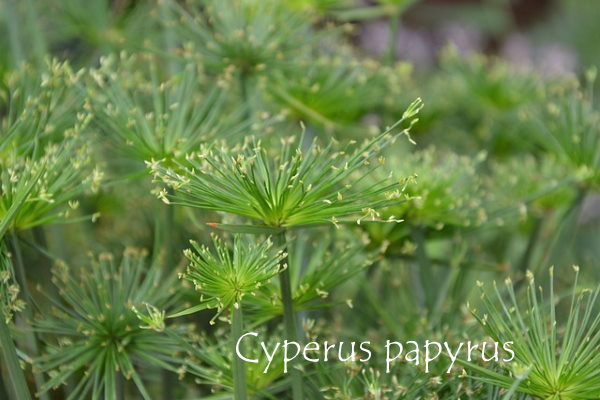 cyperus dwarf papyrus