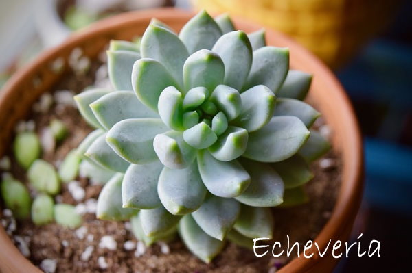Echeveria - Tips for Growing Indoors