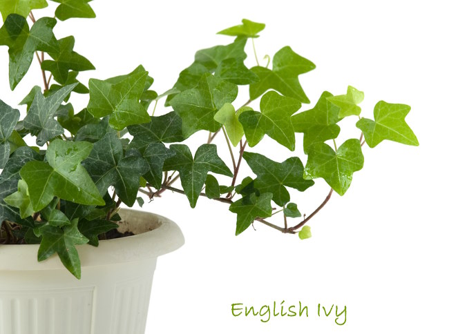 English Ivy Plant Care Grow Hedera Helix As A Houseplant